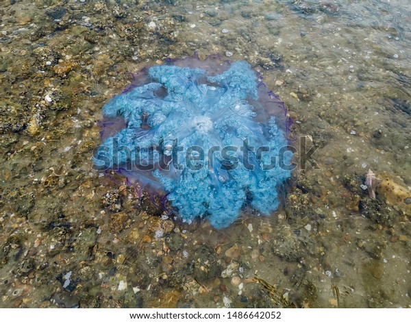 Dead blue jellyfish on the beach.\
Although the jellyfish are dead, they are still poisonous. Don\'t\
touch and eat because you don\'t know that it\'s\
dangerous.