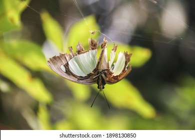 382 Spider dead butterfly Images, Stock Photos & Vectors | Shutterstock