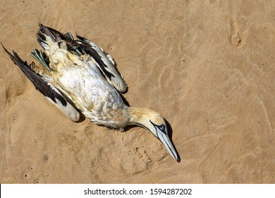 Dead Body Of A Cape Gannet Bird Caused By Disease On South African Beach With Clear Blue Sky And Waves In The Oceans