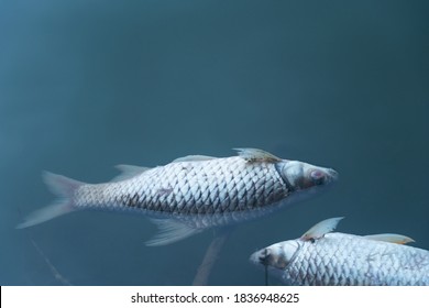 Dead Body Of Fish Floating On Blue Natural Water Lake Environment Pollution Background 