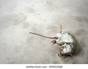 Dead body of a house rat , one of an animal that must be eliminated from human habitat to prevent many harmful diseases.