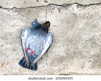 Dead Body Of Pigeon Laying On Crack Cement Ground Alone, Concept Of Plague Infected By Bird Pestilence, Space For Text And Design