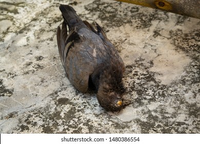 2,790 Dead Pigeon Images, Stock Photos & Vectors | Shutterstock