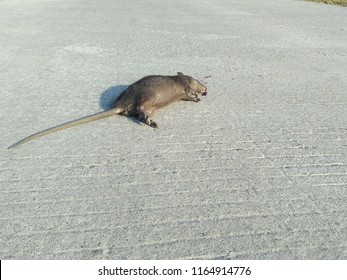 Dead Body Of A Rat Hit By Car On The Road. Accidental Death