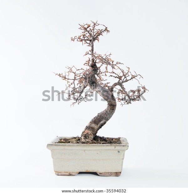 Dead Bonsai Tree Stock Photo Edit Now 35594032