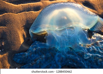 A Dead Box Jelly Fish That Has Been Stranded On A Beach With Golden Hour Sunlight Shining Through Its Translucent Bell Dome. The Sand Is Rippled With A Few Shell Fragments Showing.