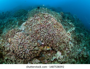 Dead Brain Coral On A Dying Coral Reef Releasing Decaying Matter Into The Water. Spratly Islands, South China Sea. July, 2014