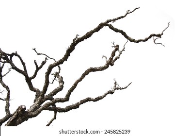 Dead branches