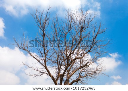 Dead branches dry tree stripes lines complex minions blue sky and white clouds