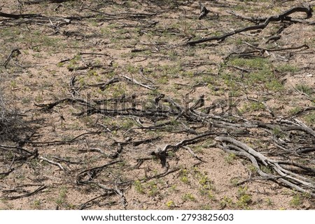 Dead branches of native plants endearingly breathe new life by serving as protected nurse sites critical to survival of new seedlings in the Little San Bernardino Mountains, Southern Mojave Desert.