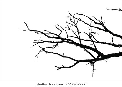 Dead branches , Silhouette dead tree or dry tree on white background with clipping path. - Powered by Shutterstock