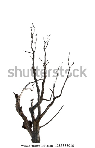 白い背景に古い枯れ木の一部 森の木の枯れ木 の写真素材 今すぐ編集