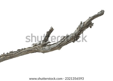Dead branches of a tree, Dry tree branch, Dry branches with cracked dark bark Isolated on white background.