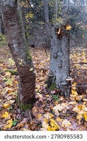 Dead broken tree stump with bracket fungi in autumn forest, Bialowieza Forest