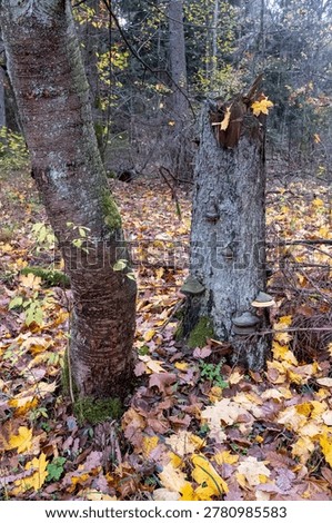 Dead broken tree stump with bracket fungi in autumn forest, Bialowieza Forest