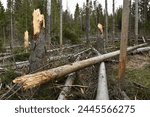 Dead and broken trees in spruce forest after bark beetle calamity