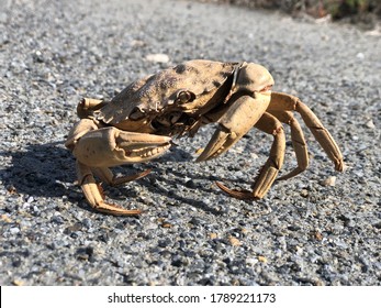 Dead Brown Crab Shell In Sunlight