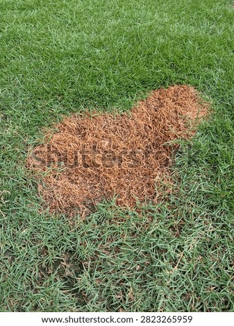Dead brown dry patch of grass in the middle of a fresh green lawn, showing lawn disease or damage concept.