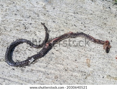 A dead brown kukri snake at the yard