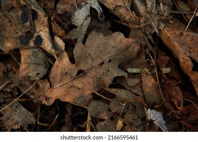 Dead Brown Leaf Litter On The Ground