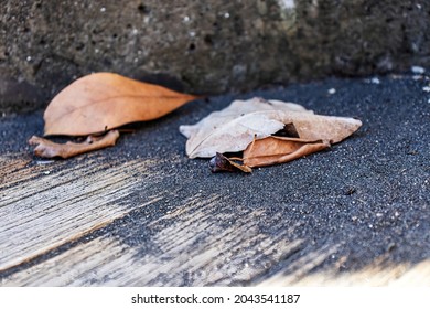 Dead, brown leaves, resting on wooden floorboard, embedded by black, volcanic ash.