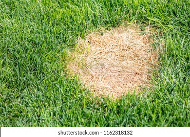 A Dead Brown Spot In A Green Grass Lawn