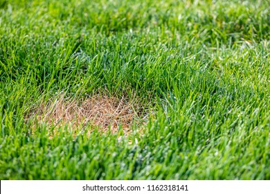 A Dead Brown Spot In A Green Grass Lawn