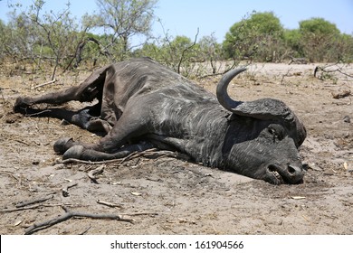 Dead Buffalo at Bwabwata National Park. Namibia - Powered by Shutterstock