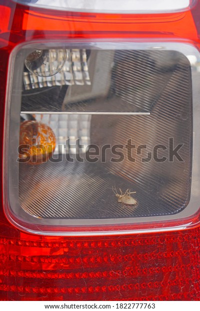 Dead bug in rear car light\
fixture