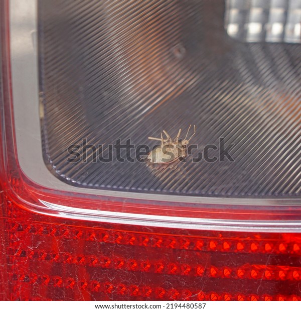 Dead bug\
skeleton in rear car light fixture\
problem