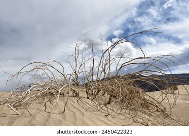 Dead Bush at Mesquite Flats Sand Dunes in Death Valley National Park.