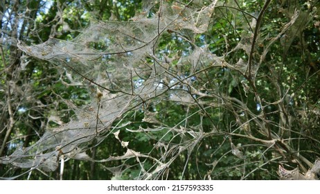 Dead Bush Overgrown With Cobwebs, Isolated, Abandoned, Sad And Natural