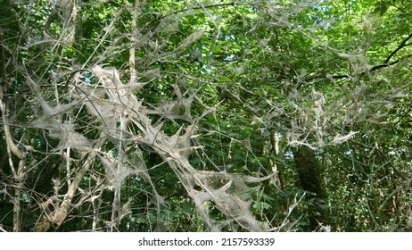 Dead Bush Overgrown With Cobwebs, Isolated, Abandoned, Sad And Natural
