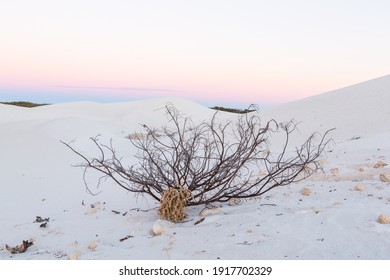 Dead bush in sand dunes at sunrise, Jurien Bay, Western Australia