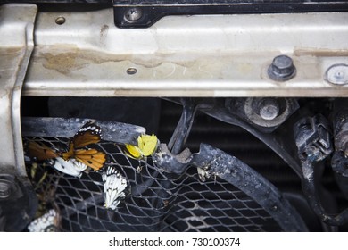 Dead butterflies on the front of a truck