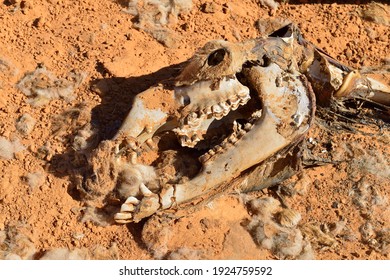 Dead camel died of drought, Algeria, Sahara desert, North Africa
