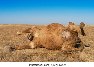 Animal Corpse Images, Stock Photos & Vectors | Shutterstock