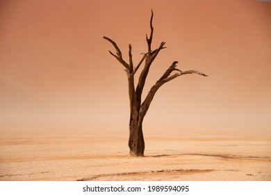 Dead camelthorn tree standing on salt-clay pan of deadvlei inside the Namib-Naukluft national park. Single tree with red sand dune in the background. - Powered by Shutterstock