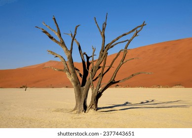 Dead camelthorn trees (Acacia erioloba) in Deadvlei, Namib Desert, Namib-Naukluft National Park, Namibia - Powered by Shutterstock