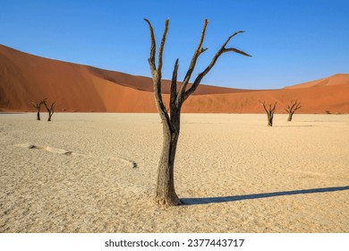 Dead camelthorn trees (Acacia erioloba) in Deadvlei, Namib Desert, Namib-Naukluft National Park, Namibia - Powered by Shutterstock