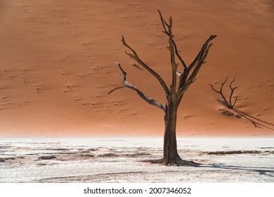 Dead camelthorn trees at Deadvlei, Namib-Naukluft National Park, Namibia, Africa.