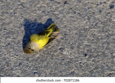 Dead Canary Song Bird On Road Killed Death