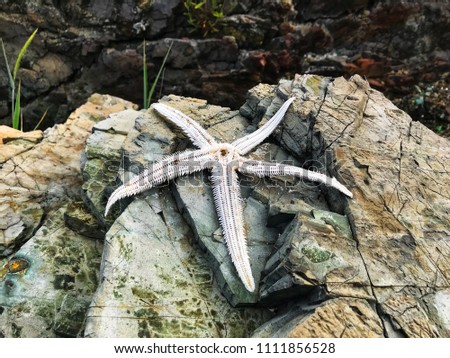 Dead carcass of star fish on the rock.