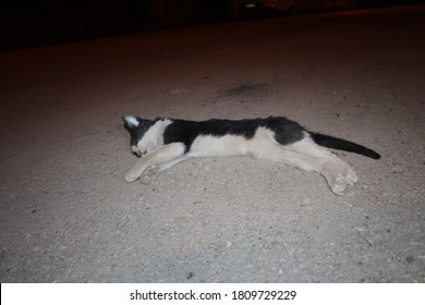 Photo De Stock Chaton Mort Un Chat A Ete Shutterstock