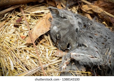 Dead Rotten Corpse Images, Stock Photos & Vectors | Shutterstock