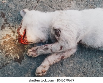 Dead Cat on road