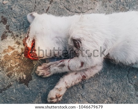 Dead Cat on road
