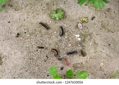 Dead Caterpillars Of Painted Lady (Vanessa Cardui) On The Ground On Soybean Field After Insecticide Treatment