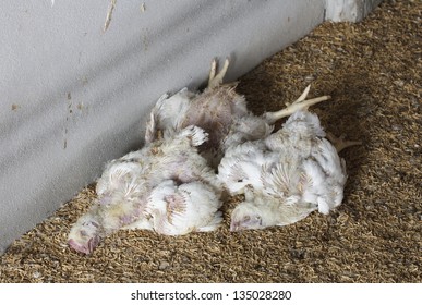 Dead Chicken From Avian Influenza In Farm