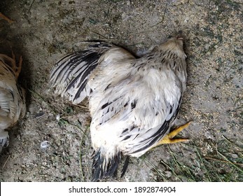 536 Rooster Dead Images, Stock Photos & Vectors | Shutterstock